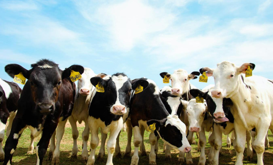 北京大學(xué)南南合作與發(fā)展學(xué)院教授、全球伙伴關(guān)系主任周詠梅一行蒞臨花花牛平輿瑞亞牧業(yè)參觀調(diào)研