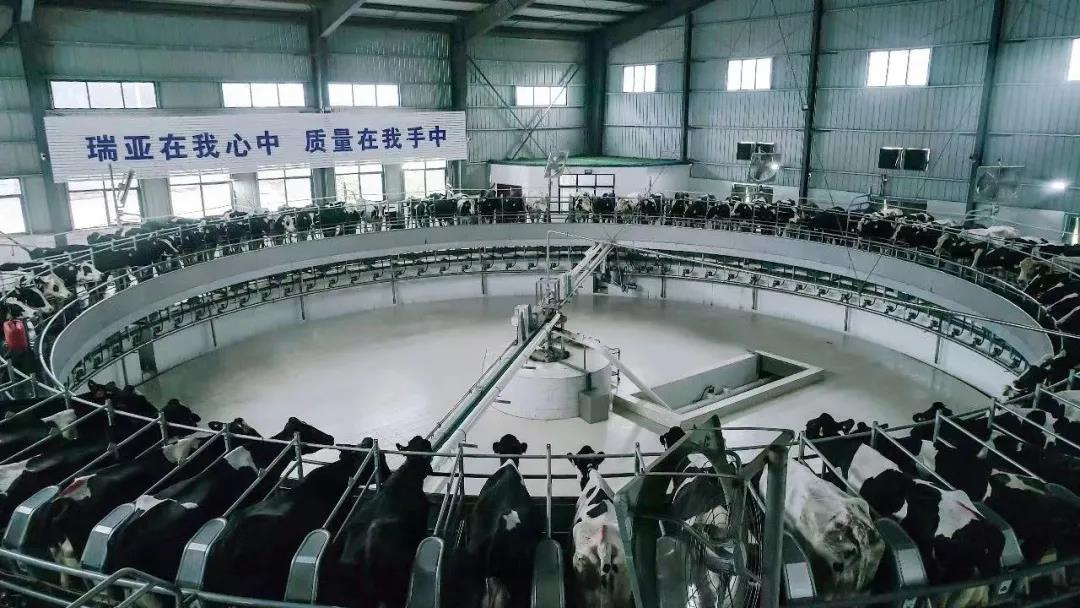 花花牛丨國(guó)家奶牛產(chǎn)業(yè)技術(shù)體系首席科學(xué)家、中國(guó)農(nóng)業(yè)大學(xué)教授李勝利一行蒞臨花花牛魯山瑞亞參觀調(diào)研