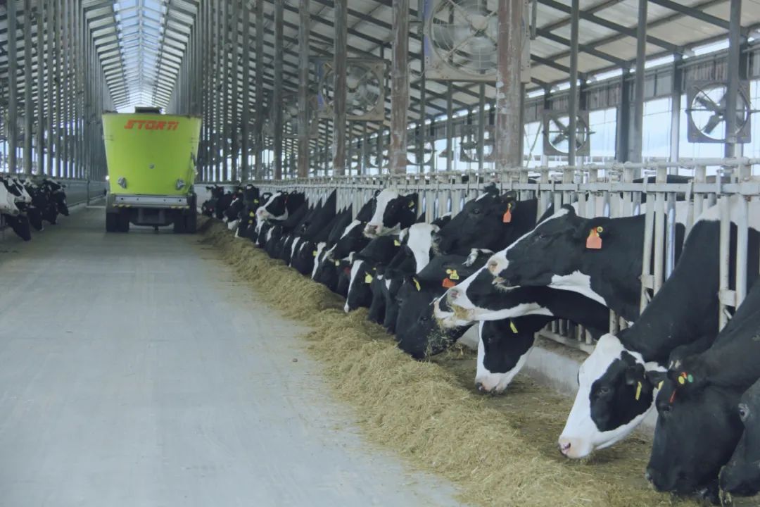 花花牛丨國(guó)家奶牛產(chǎn)業(yè)技術(shù)體系首席科學(xué)家、中國(guó)農(nóng)業(yè)大學(xué)教授李勝利一行蒞臨花花牛魯山瑞亞參觀調(diào)研