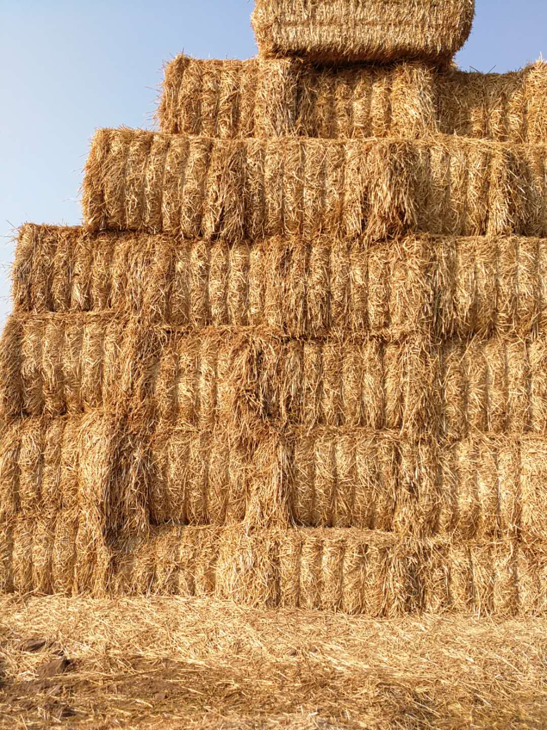 河南花花牛乳業(yè)集團(tuán)股份有限公司 2020年小麥秸稈訂單采購(gòu)信息 河南花花牛乳業(yè)集團(tuán)股份有限公司 2020年小麥秸稈訂單采購(gòu)信息